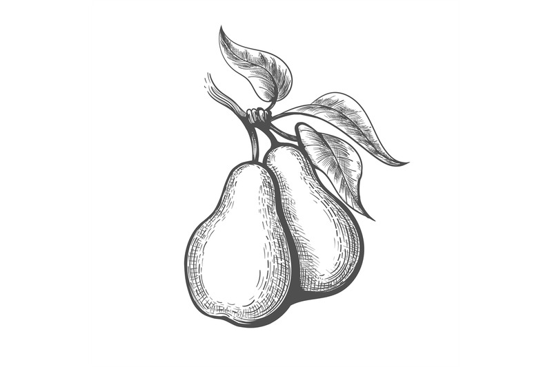 Pear Engraving Illustration By Vectortatu TheHungryJPEG