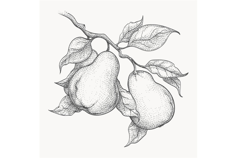 Pears On Branch Engraving By Vectortatu Thehungryjpeg