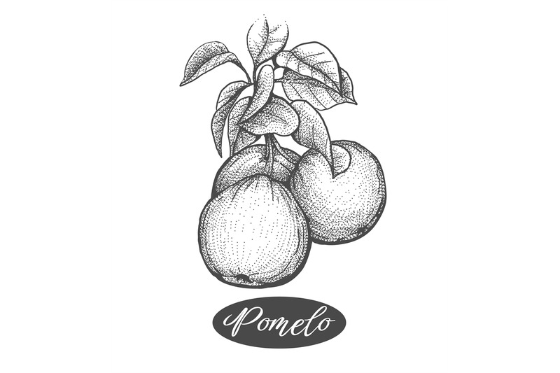 Pomelos Branch Etching By Vectortatu Thehungryjpeg