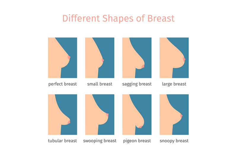 breast shapes vector illustration