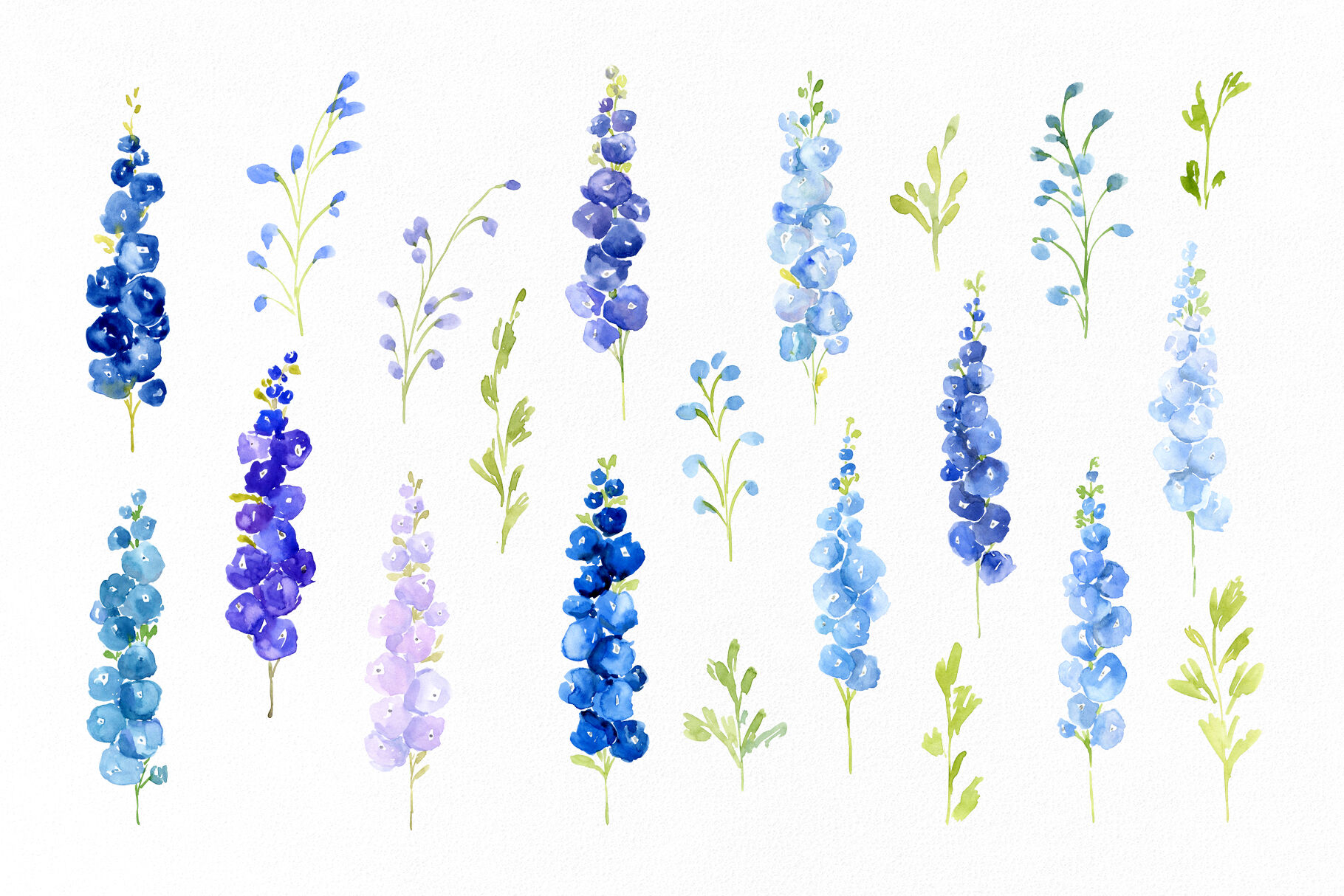 Watercolor Blue Delphinium Flowers By Watercolorflowers Thehungryjpeg