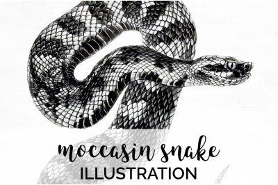 snake on all Category | TheHungryJPEG