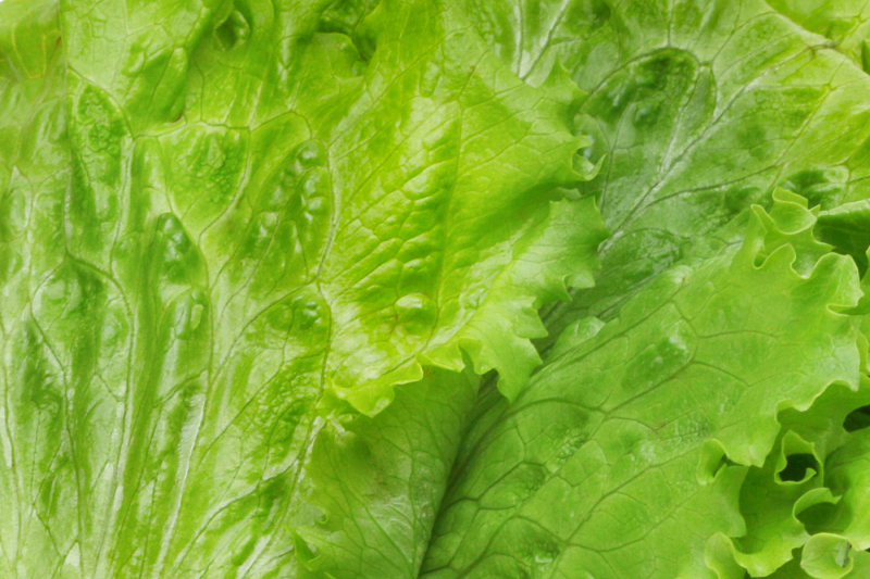 Image result for fresh lettuce