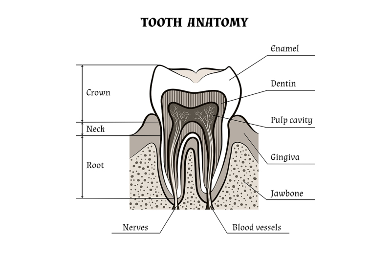 Tooth anatomy By Olena1983 | TheHungryJPEG