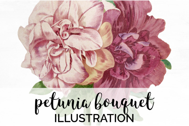 Petunia Clipart By Enliven Designs 