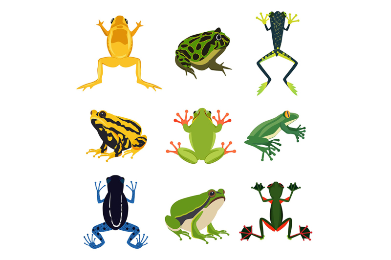 Exotic amphibian set. Different frogs in cartoon style By ONYX ...