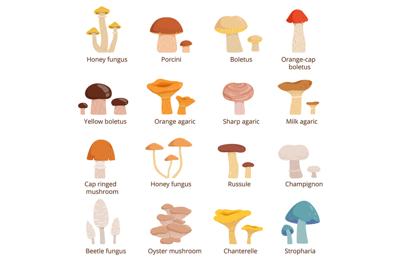 Forests mushrooms set. Vector illustrations in cartoon style By ONYX ...