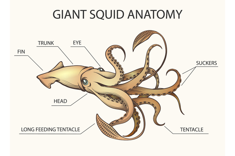 Giant Squid Anatomy Illustration By Olena1983 | TheHungryJPEG