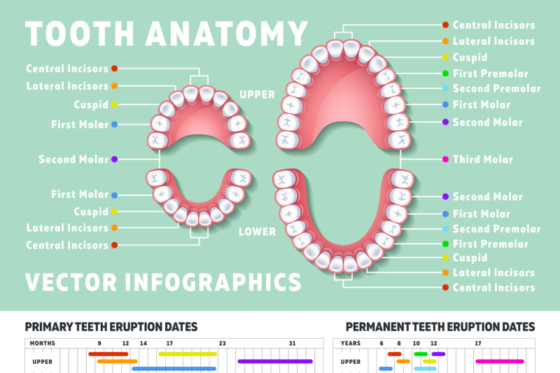 Orthodontist human tooth anatomy vector infographics with teeth diagra