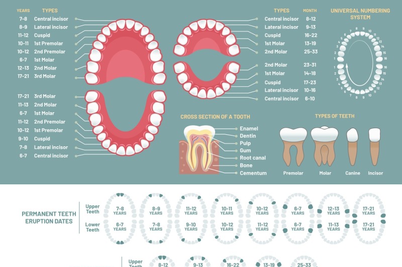 Tooth anatomy chart. Orthodontist human teeth loss diagram, dental sch ...