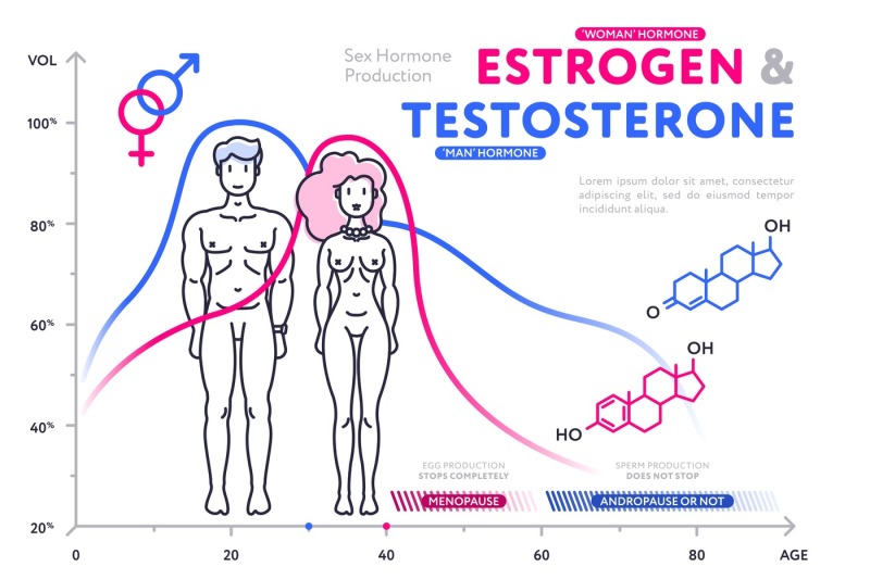 colorful-diagram-in-flat-style-showing-estrogen-and-testosterone-by