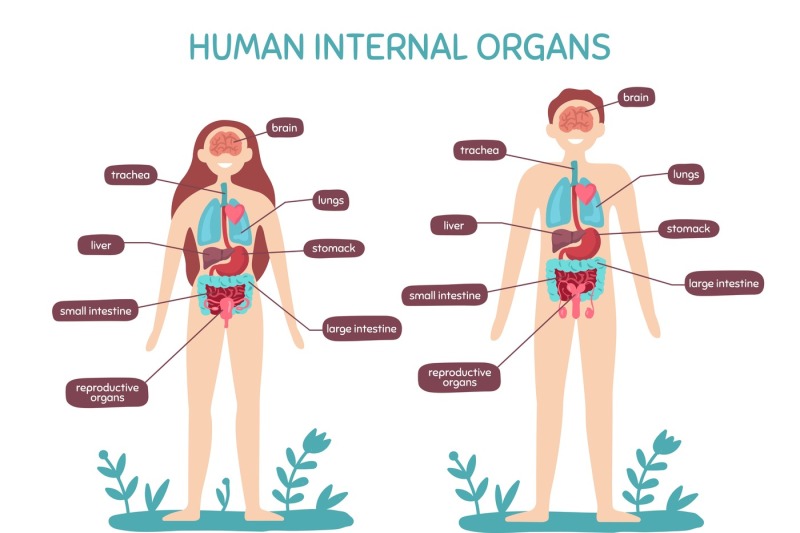 Cartoon human body anatomy. Male and female internal organs, humans ph By Tartila | TheHungryJPEG