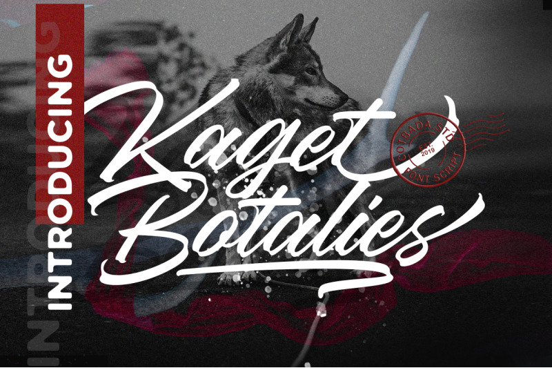 Kaget Botalies Script By Cotbada Studio Thehungryjpeg Com