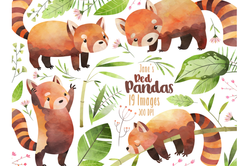 Watercolor Red Panda Clipart By Digitalartsi Thehungryjpeg Com