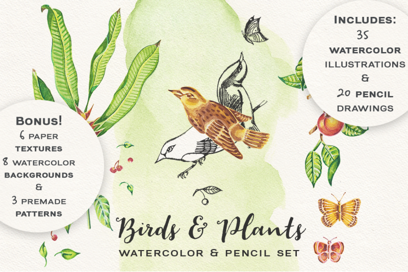 Birds Plants Watercolor And Pencil Set By Ana S Fonts Thehungryjpeg Com
