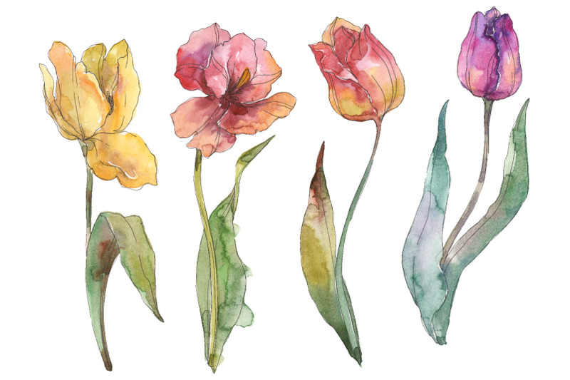 Assorted tulip bouquet Watercolor png By MyStocks | TheHungryJPEG