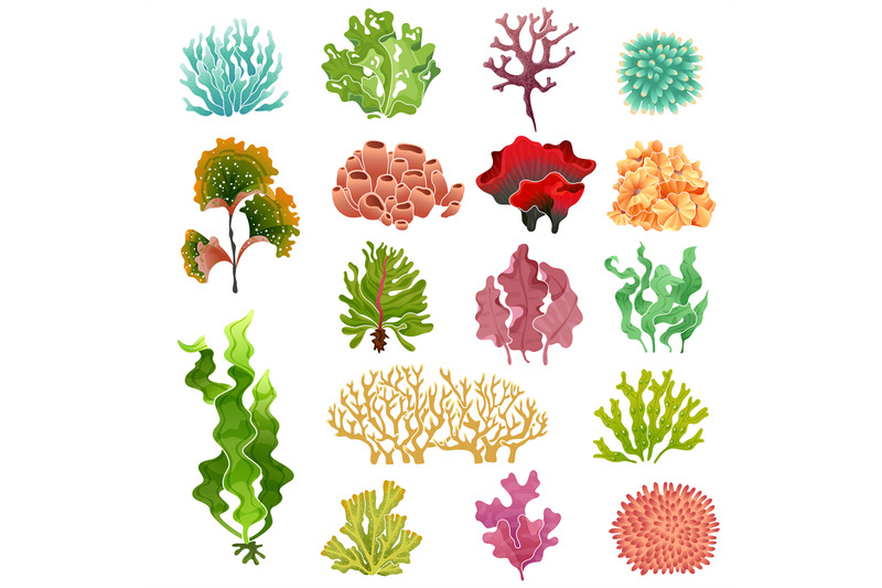 Coral and seaweed. Underwater flora, sea water seaweeds aquarium kelp ...