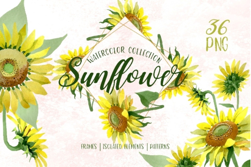 Sunflower Yellow Watercolor png By MyStocks | TheHungryJPEG