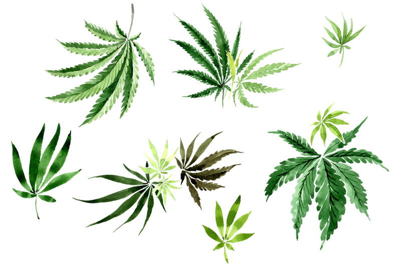 Leaves hemp plant watercolor png By MyStocks | TheHungryJPEG