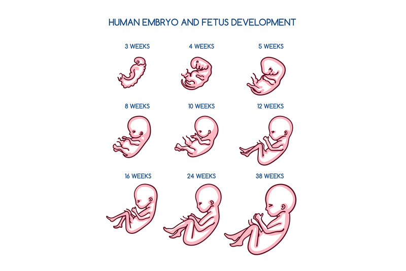 Fetal development illustration By vectortatu | TheHungryJPEG