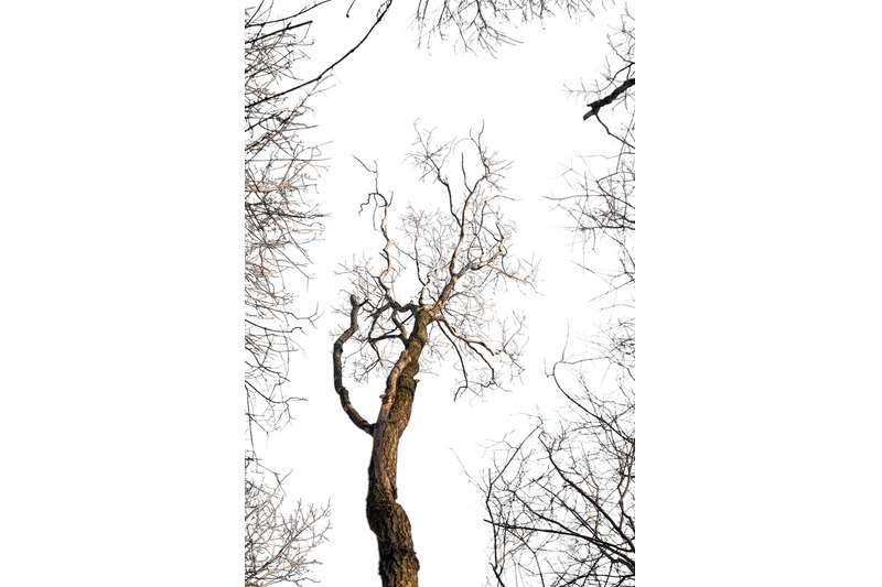 An image of a tree surrounded by branches, isolated on a transparent b