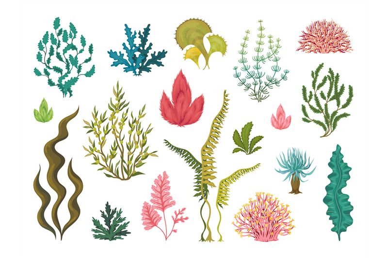 Seaweeds. Underwater ocean plants, sea coral elements, hand drawn ocea ...