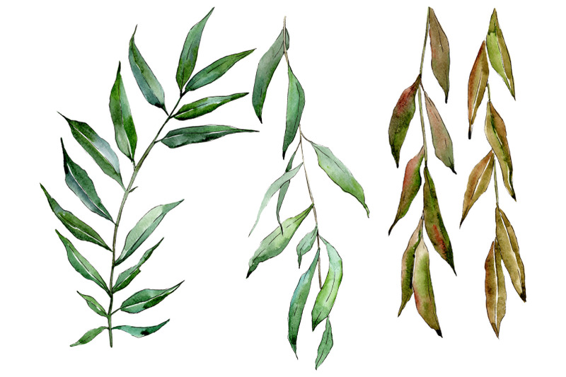 Willow branches Watercolor png By MyStocks | TheHungryJPEG