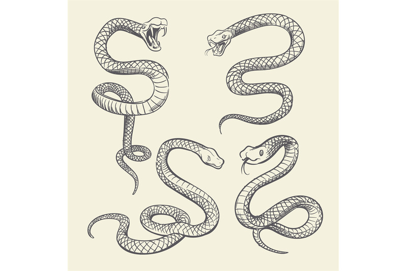 Hand Drawing Snake Set Wildlife Snakes Tattoo Vector Design Isolated By Microvector Thehungryjpeg Com