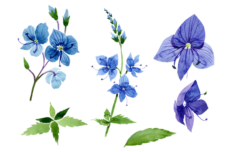 Veronica Flower Blue Watercolor Png By Mystocks 