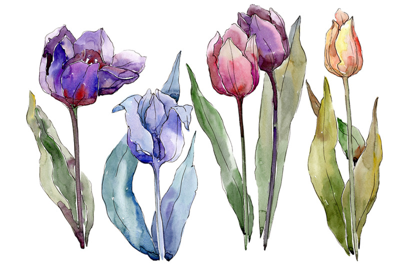 Flowers tulips cute compliment watercolor png By MyStocks | TheHungryJPEG