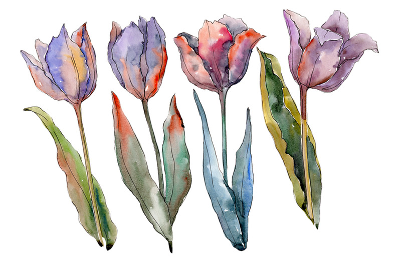 Flowers tulips fiery hello watercolor png By MyStocks | TheHungryJPEG