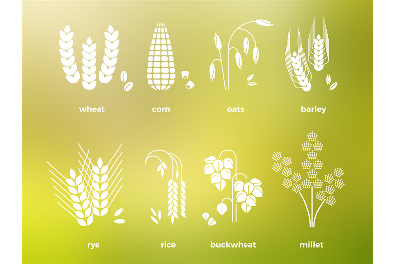 White Cereal Grains Icons Rice Wheat Corn Oats Rye Barley By Microvector Thehungryjpeg Com