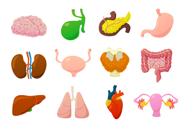 Internal organs. Human brain, bladder and stomach, kidneys and intesti ...