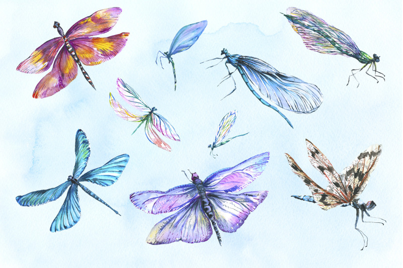 Dragonfly illustration watercolor png By MyStocks | TheHungryJPEG