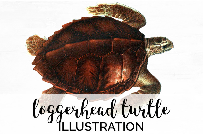 Sea Turtle Clipart Vintage By Enliven Designs | TheHungryJPEG