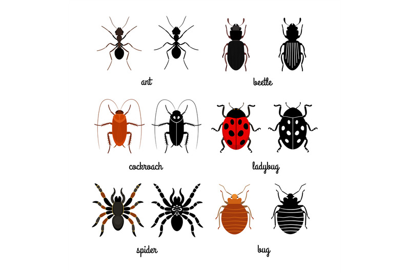 Crawling insects vector set - ant, spider, beetle, ladybug By ...