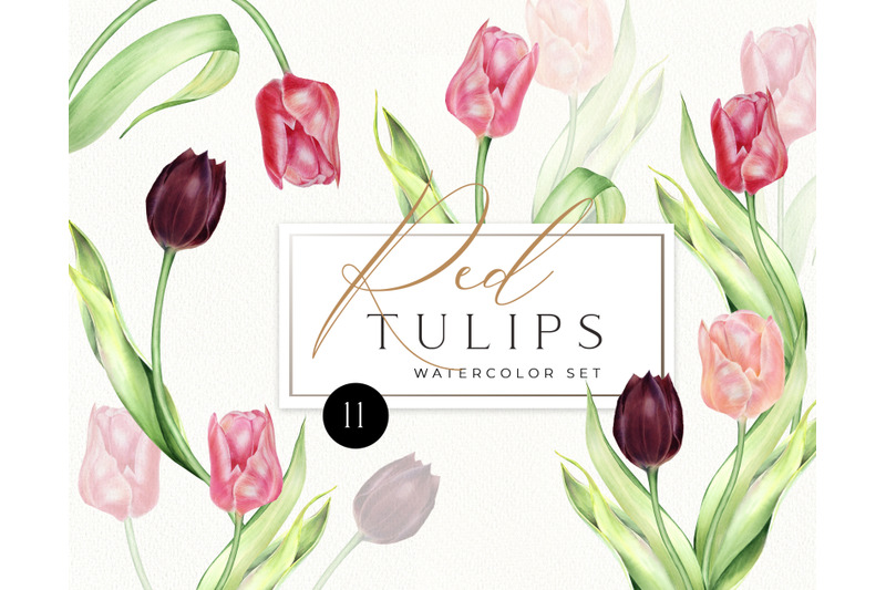 Watercolor Red Tulips individual PNG clipart. Spring flowers clip art ...