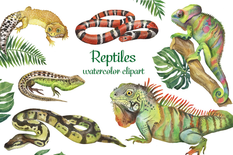 Watercolor Reptile Clipart. Pet Animal Clipart. Chameleon, Lizard By ...