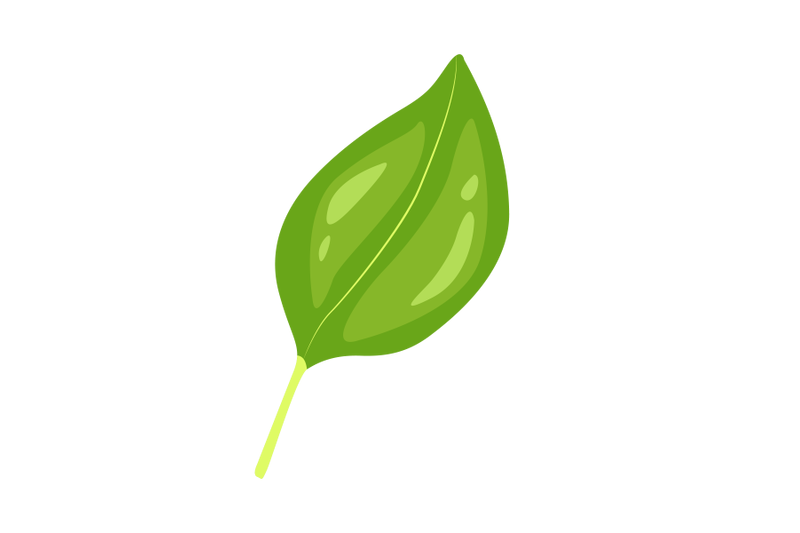 Basil Leaf By Red Sugar Design | TheHungryJPEG