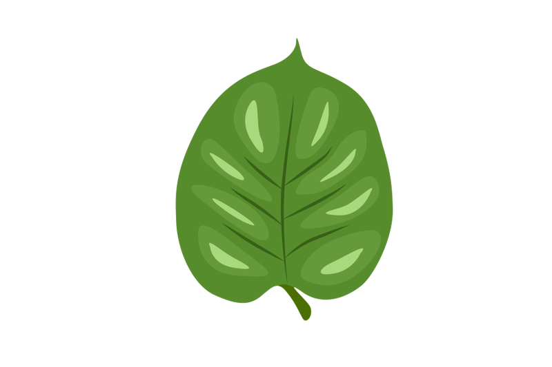 Anredera Cordifolia Leaf By Red Sugar Design 