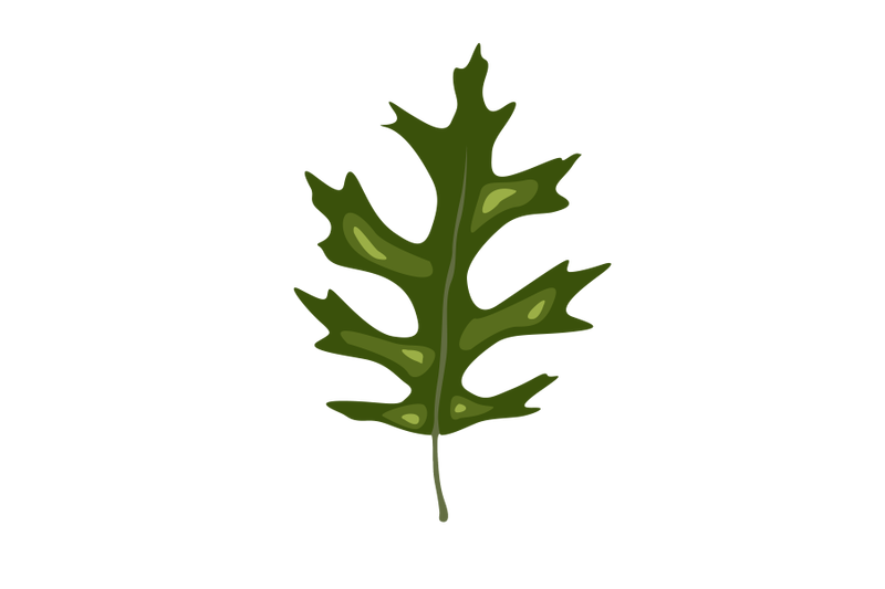 Pin Oak Leaf By Red Sugar Design | TheHungryJPEG