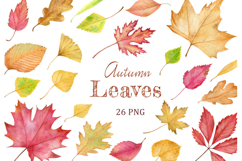 Watercolor colorful autumn leaves clipart. Hand drawn fall leaves. By ...