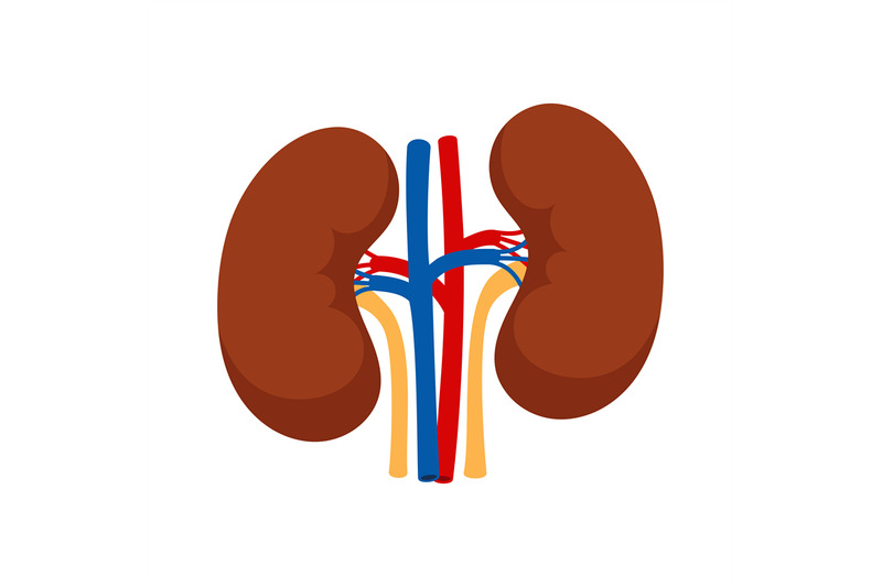 Human kidneys isolated on white background vector By SmartStartStocker ...