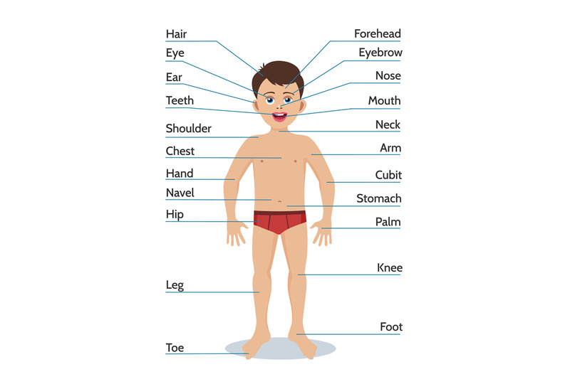 Cartoon boy body parts By vectortatu | TheHungryJPEG