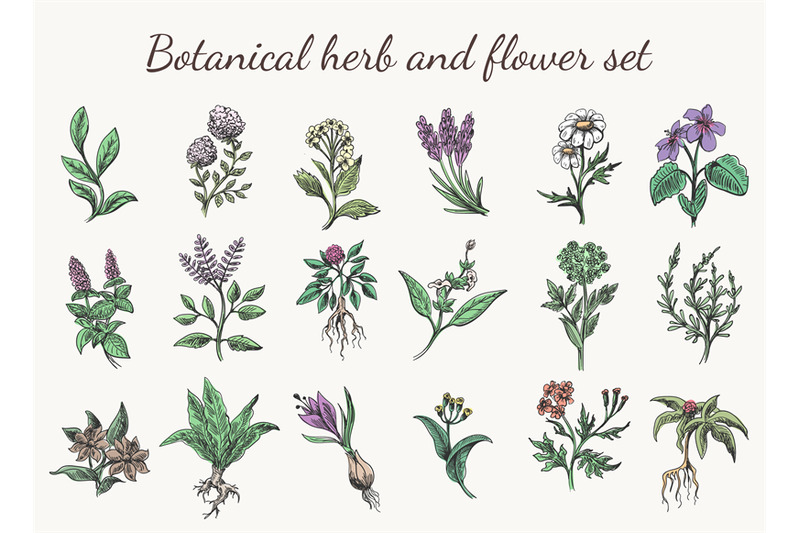 Vintage color herbs and flowers By vectortatu | TheHungryJPEG