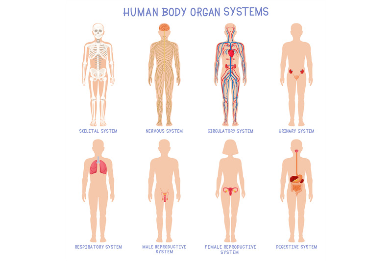 Cartoon human body organs systems. Anatomical biology systems, skeleto By  WinWin_artlab | TheHungryJPEG