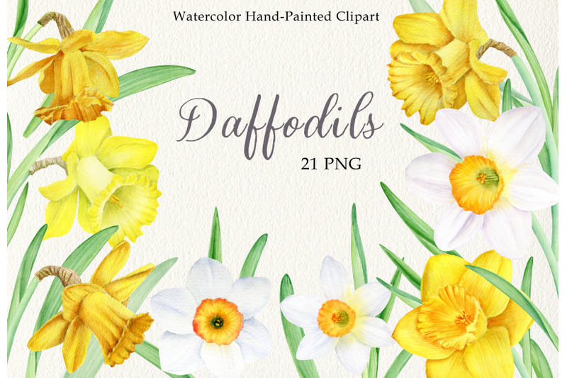 Watercolor daffodils clipart set. Hand painted spring flowers PNG By ...