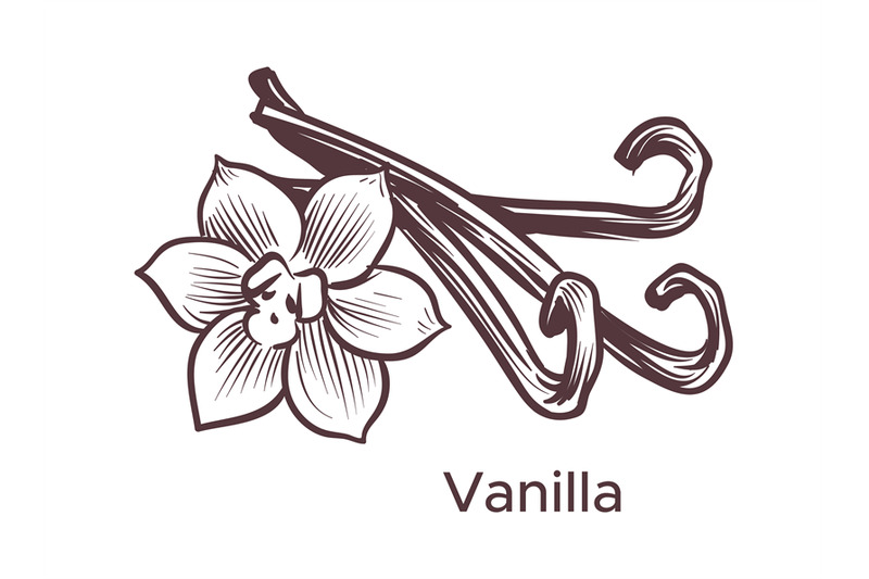 Hand drawn vanilla illustration. Sketch cooking ingredient for labels