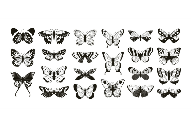 butterfly wing patterns