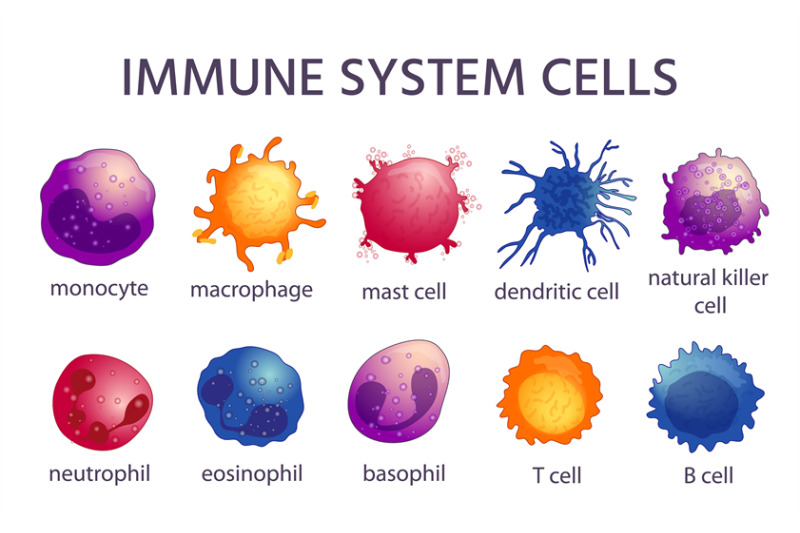 Immune system cell types. Cartoon macrophage, dendritic, monocyte, mas
